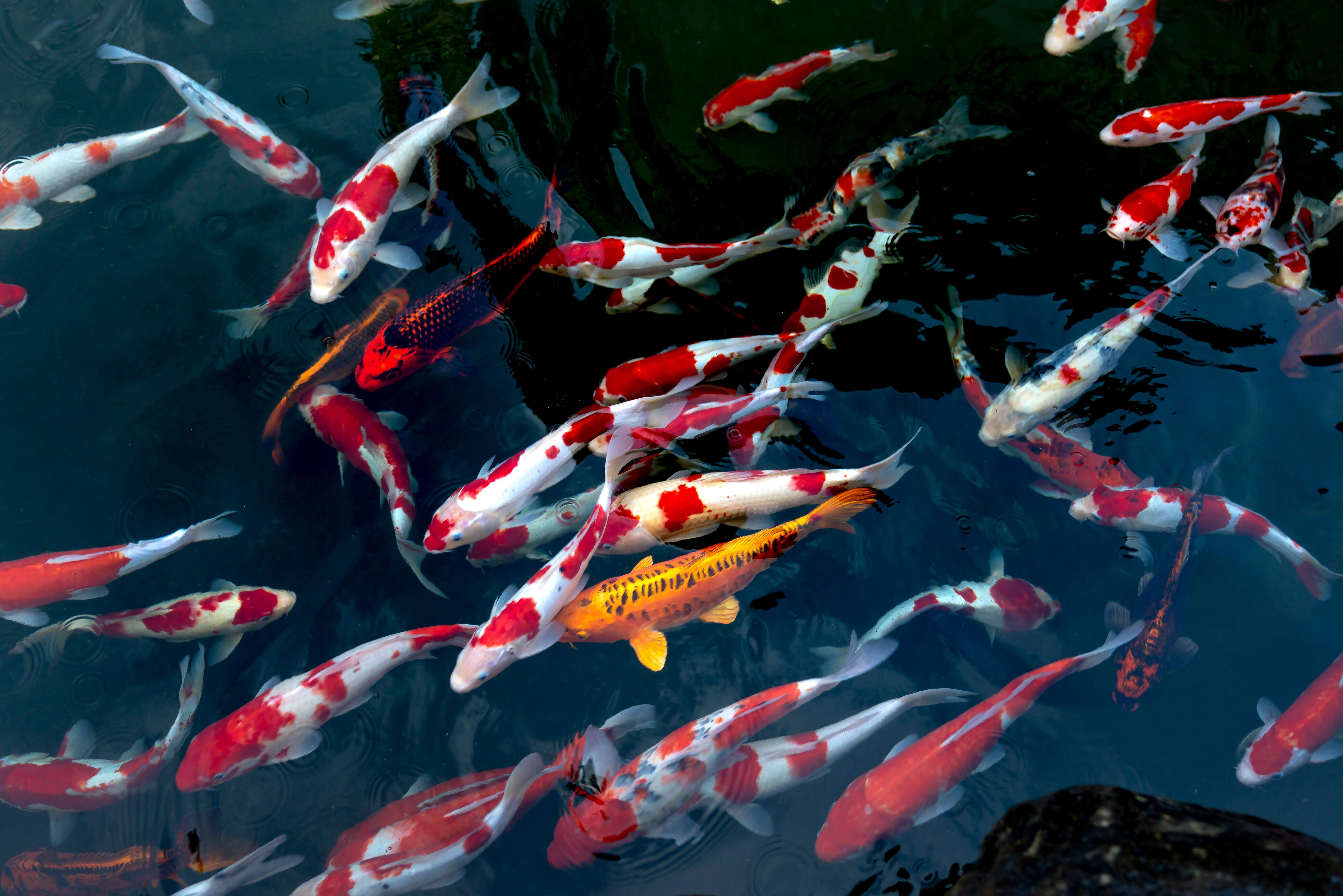Job Hopper