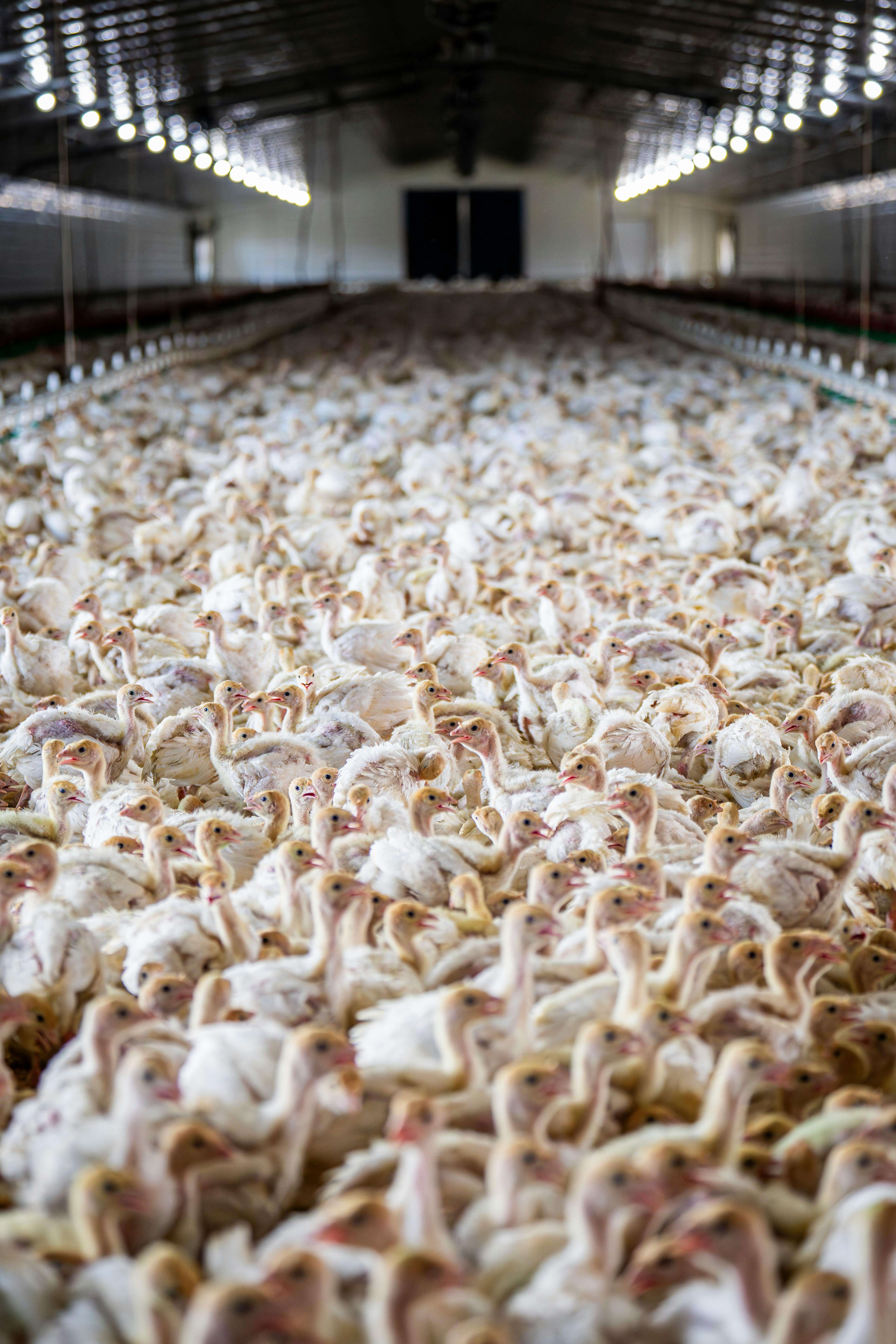 Job Hopper