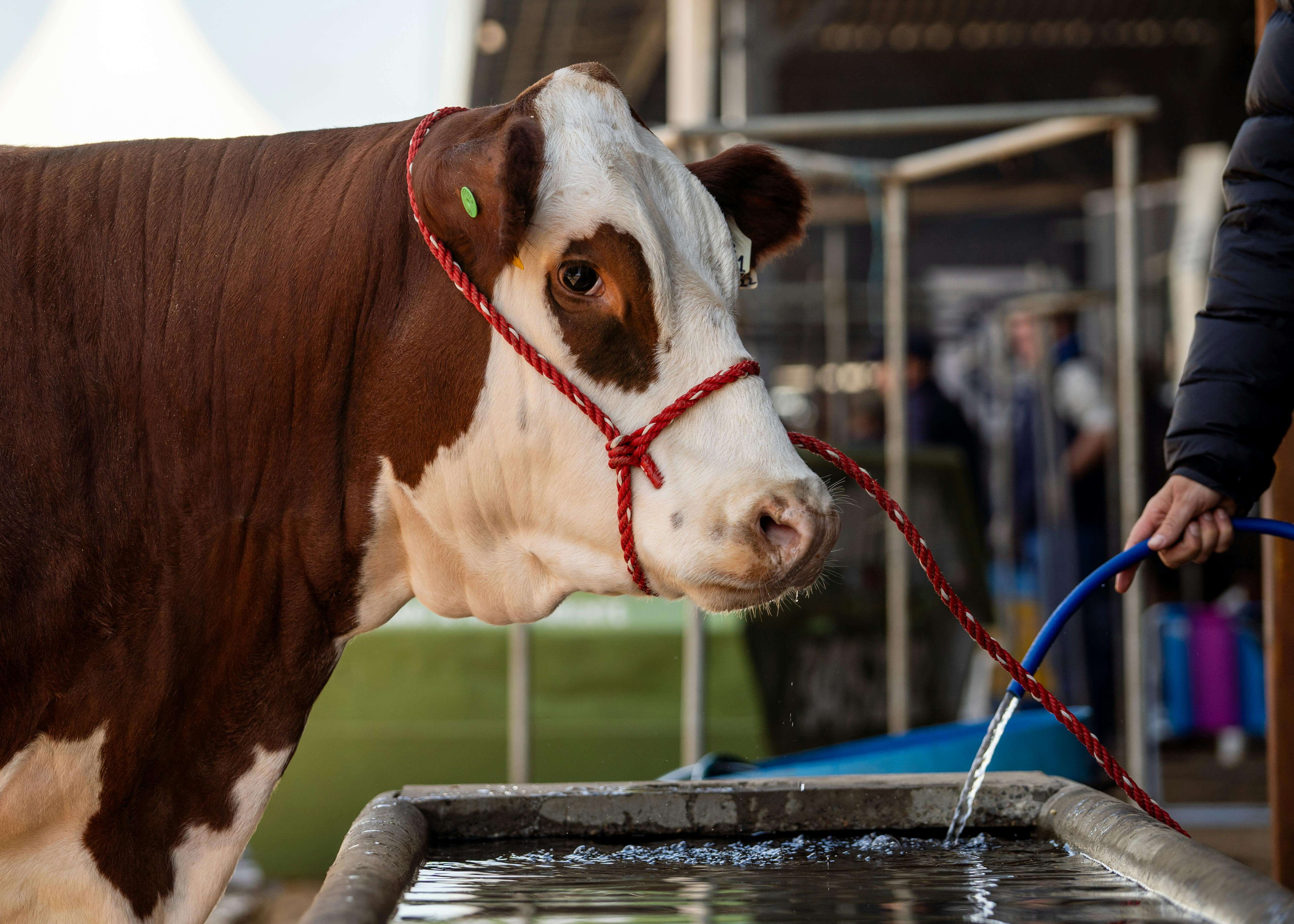 Job Hopper
